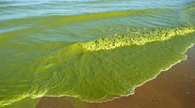 Cyanobacteria